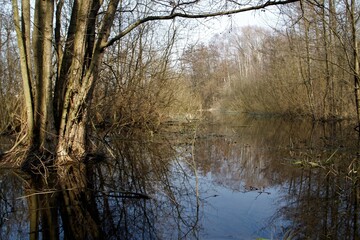 reflection of trees in the water