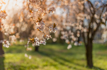 Beautiful flowering Japanese cherry. Background with flowers on a spring day. Beautiful nature springtime template, blossoms . Freshness, romantic tranquility nature landscape, spring blooming floral