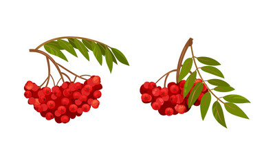 Red Rowan Berries Hanging on Branch with Pinnate Leaves Vector Set