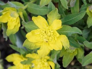 Détail d'une fleur à bractées jaunes lumineux d'euphorbe polychrome ou dorée (Euphorbia polychroma)