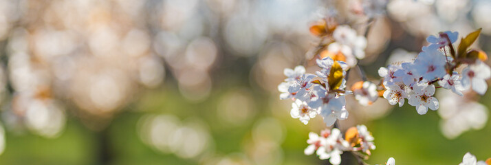 Beautiful spring border, bright blooming cherry tree on a blue soft sky. Flowering cherry flowers...