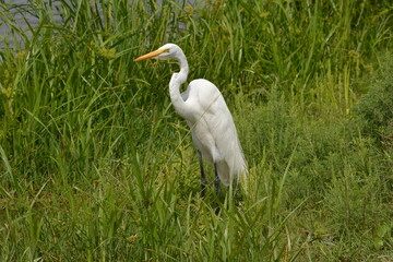 White Heron