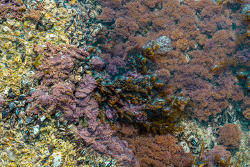 coral reef in the sea