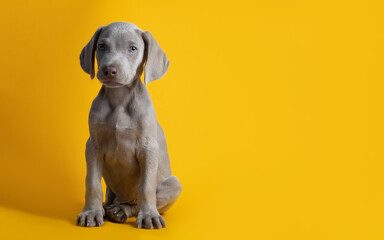 Lindo cachorro de weimar weimaraner ojos azules gris mirando a la cámara sentado sobre un fondo...