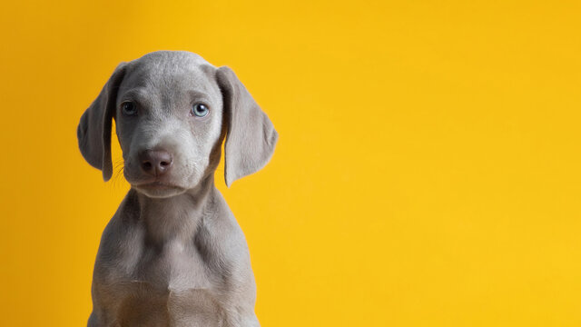 Lindo cachorro de weimar weimaraner ojos azules gris mirando a la c&aacute;mara sentado sobre un fondo amarillo minimalista y limpio