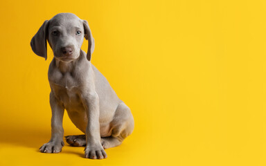 Fototapeta na wymiar Lindo cachorro de weimar weimaraner ojos azules gris mirando a la cámara sentado sobre un fondo amarillo minimalista y limpio