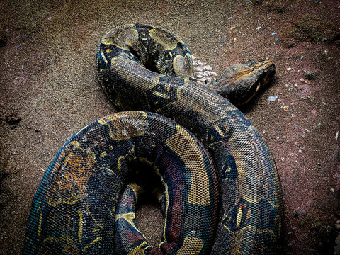 Closeup shot of a brow python on the ground