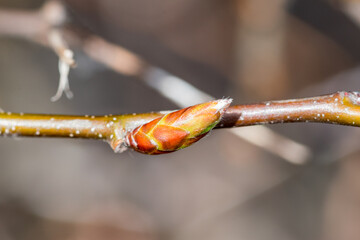 Bud of a carpinus betulus, the European or common hornbeam.