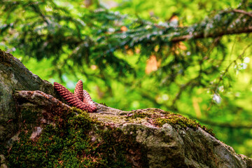three pine cones on a rock