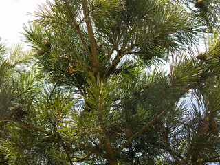 green branches of fluffy pine with cones in early spring against the sky