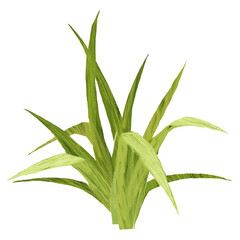 Lemon grass hand drawn illustration, isolated on white background