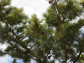 green branches of fluffy pine with cones in early spring against the sky