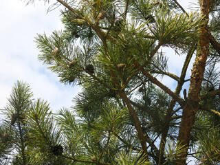 green branches of fluffy pine with cones in early spring against the sky
