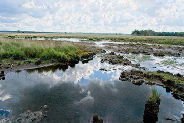 Summer in National Park de Hoge Veluwe in the East of the Netherlands