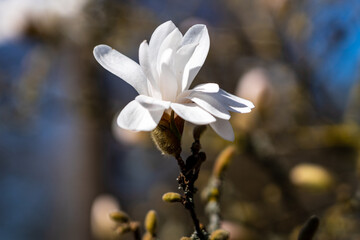 white magnolia flower in spring
