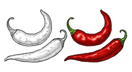 Whole pepper chilli. Vintage hatching color illustration. - obrazy, fototapety, plakaty