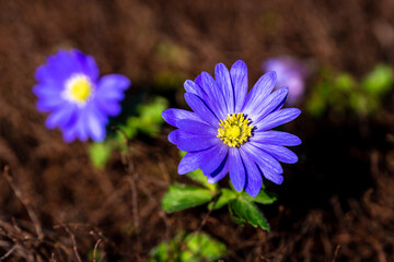 blue flower in the garden in spring