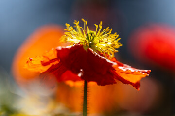 Red poppy flower with bee in spring