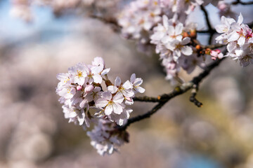 cherry blossoms in spring