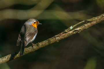 robin on a branch