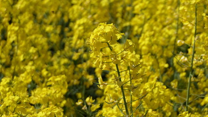 yellow rapeseed field close up