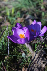 Fototapeta premium #natur