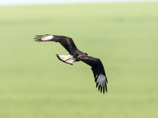 The northern crested caracara (Caracara cheriway), also called the northern caracara and crested caracara, is a bird of prey in the family Falconidae.