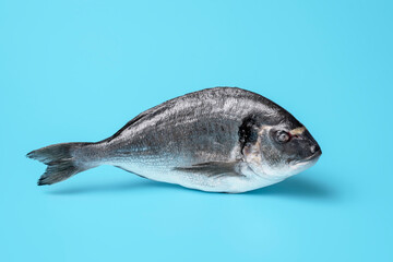Dorado fish minimalist on a blue background.