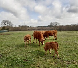 Manada de vacas en una explotación ganadera en Galicia