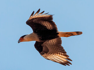 The northern crested caracara (Caracara cheriway), also called the northern caracara and crested caracara, is a bird of prey in the family Falconidae.