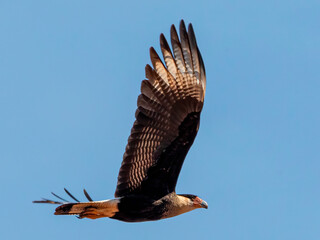 The northern crested caracara (Caracara cheriway), also called the northern caracara and crested caracara, is a bird of prey in the family Falconidae.