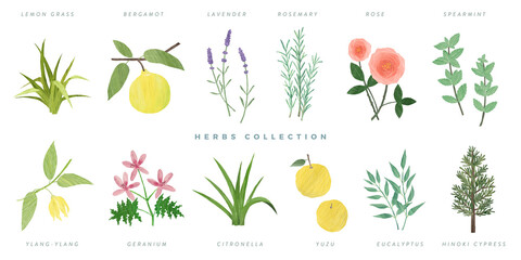 Set of hand drawn herbs illustration, isolated on white background -lemon grass, bergamot, lavender, rosemary, rose, spearmint, ylang-ylang, geranium, citronella, yuzu, eucalyptus, hinoki
