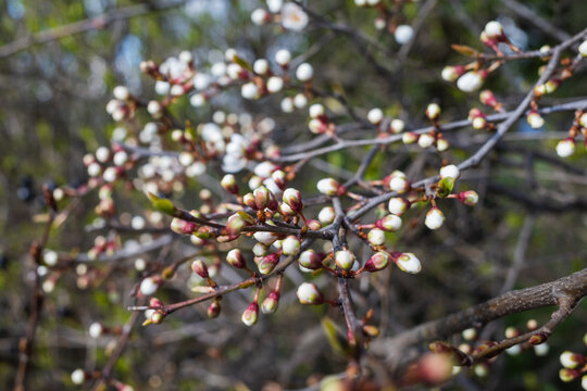 C'est le printemps
