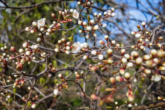 C'est le printemps