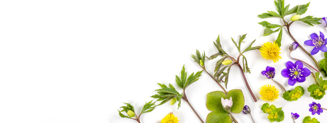 Composition of forest flowers made with wind-flower, hepatica, coltsfoot and golden saxifrage on white background. Banner. Springtime concept. Flat lay. Copy space.