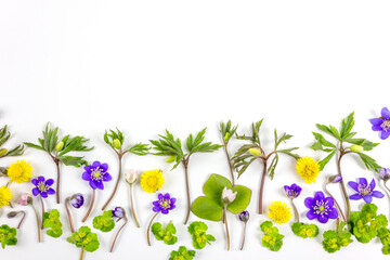 Composition of forest flowers made with wind-flower, hepatica, coltsfoot and golden saxifrage on white background. Springtime concept. Flat lay. Copy space.