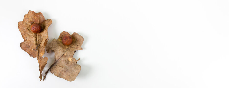 Oak apple or oak gall on two fallen dry leaves found in a forest in springtime isolated on white background. Tree infection. Banner. Flat lay.