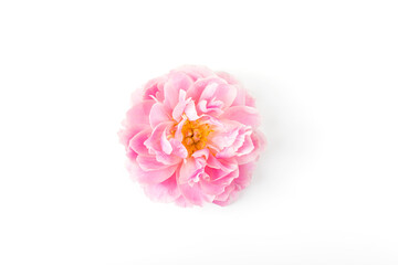 Obraz na płótnie Canvas Pink peony flower isolated on white background. Copy space. Flat lay.