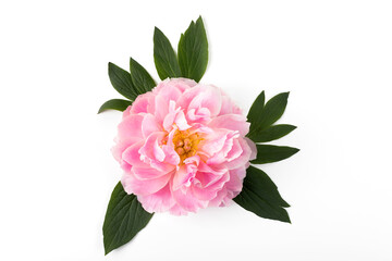 Pink peony flower isolated on white background. Copy space. Flat lay.