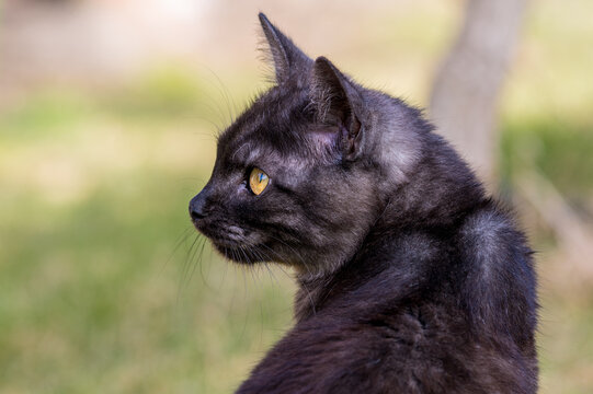 czarny kot w zbliżeniu, sama głowa
