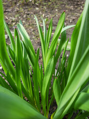 The first green grass in April