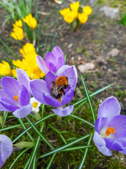 Bumblebee in crocus flower