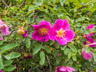 Flor silvestre conocida como Rosa Brillante (Rosa nitida) en el entorno del Lago de San Mauricio, en el Parque Nacional de Aigües Tortes, situado en los Pirineos españoles