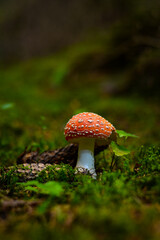 amanita muscaria fly agaric	