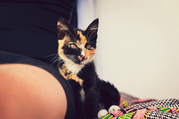 Beautiful colorful cat