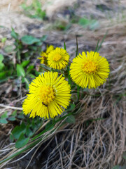 Spring flowers mother and stepmother