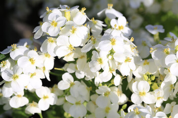 Beautiful blooming aubrieta in sunny April