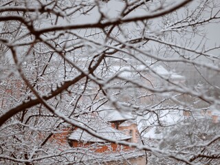 snow covered trees in a city centre park after unexpected snow blizzard