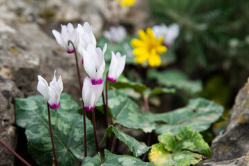 Cyclamen Flower in Israel's Winter. High quality photo
