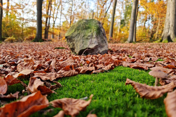 autumn in the forest